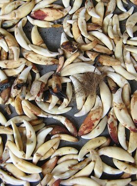 简约真黑狗牙other/其他狗牙齿