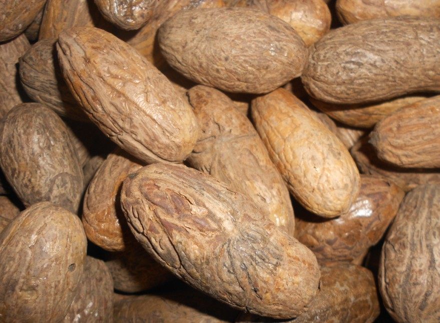 批发千眼菩提子原籽原料通货散籽厂家直销原包大量批发单颗价