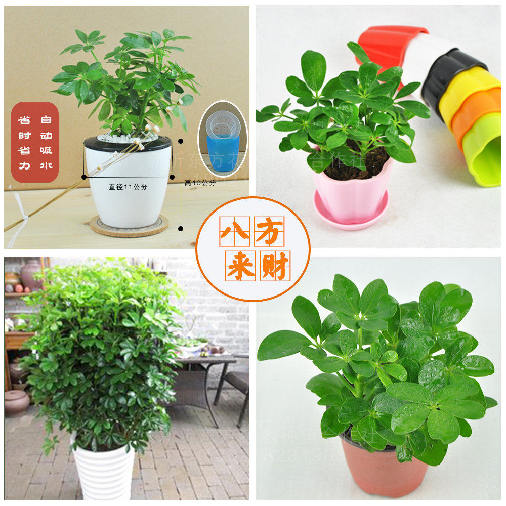 八方来财鸭脚角木鹅掌柴七叶莲大小型绿植物盆栽苗客厅招财树室内