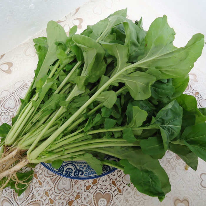 云南野生蔬菜新鲜芝麻菜具有芝麻香味口感滑嫩可炒食上汤食材