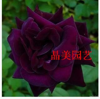 玫瑰苗品种路易十四玫瑰花黑紫色当年开花茶几非常容易