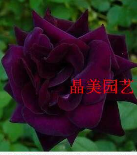 玫瑰苗品种路易十四玫瑰花容易