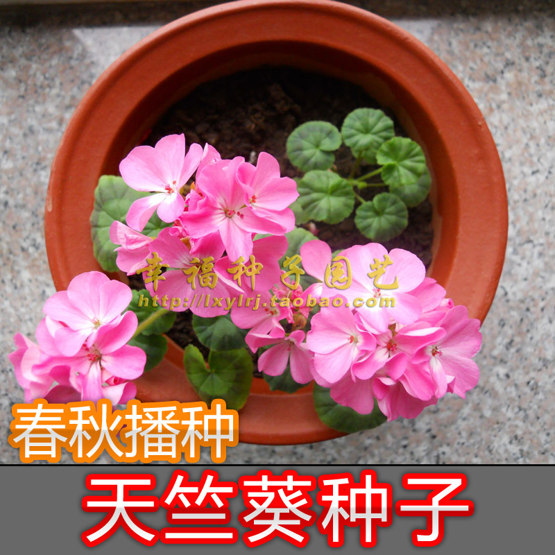 天竺葵石腊红洋春秋花卉种子图片