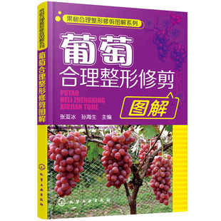 葡萄合理整修修剪图解 葡萄树整形修剪技术书 葡萄栽培种植架材搭建书 葡萄生产常用树形选择培养教程书 果农学习葡萄种植图解