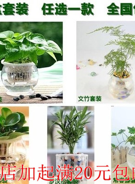水培植物绿萝吊兰电脑宝贝