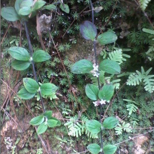 黄毛耳草 白山茄 白蜈蚣 过路蜈蚣 铜眼狮 地坎风 铺地蜈蚣