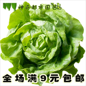 奶油生菜种籽 拉口感好皮厚蔬菜种孑播包邮意大利生菜种籽四季