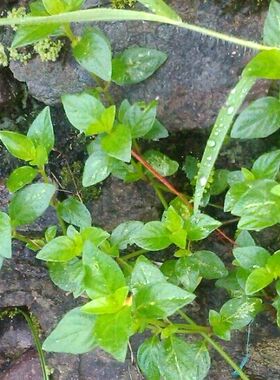 新鲜中草药爵床 六角英 六角婴 狐狸尾 土夏枯草 全草 中药材