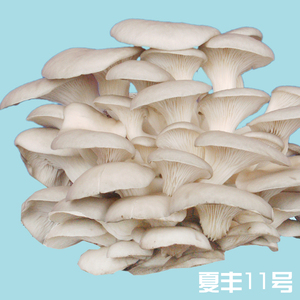 高温平菇菌种母种一级种试管种原种二级种三级种栽培种食用菌种子