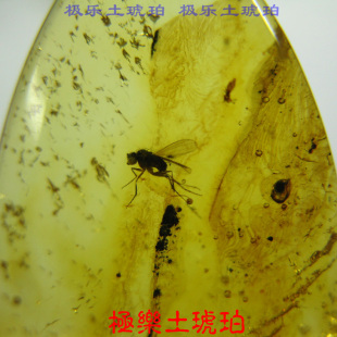 苍蝇 天然虫珀 极乐土琥珀 虫琥珀 80181天然琥珀虫珀吊坠