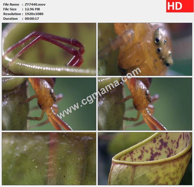 ZY7440红蟹蛛动物猪笼草植物大森林高清实拍视频素材