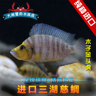 德系 三湖慈鲷 坦鲷 木子金头虎 金头虎 活体  热带鱼