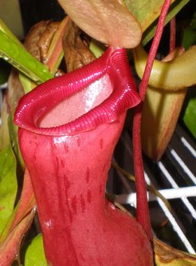 食虫植物葫芦猪笼草ventricosa高地练手品种适应力抗冻