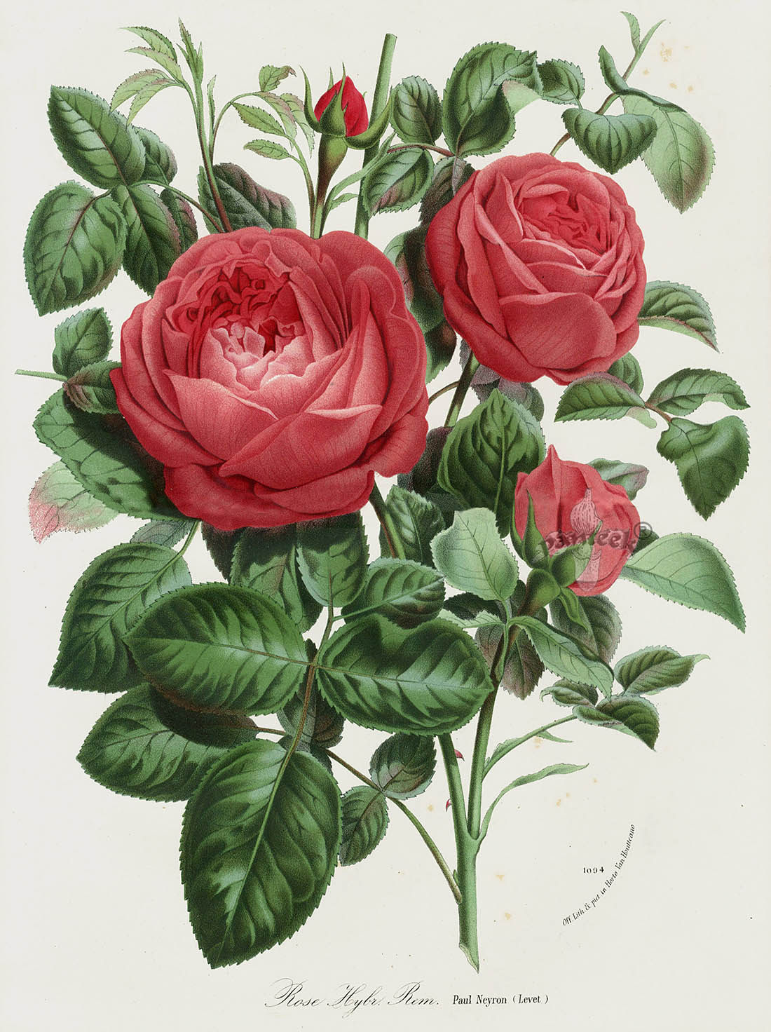 设计素材 19世纪复古花朵植物插画绘画 louis van houtte 294p