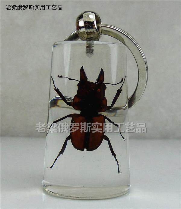 Z3水晶昆虫琥珀钥匙扣钥匙链半圆柱体小锹甲战斗星君勇猛无敌