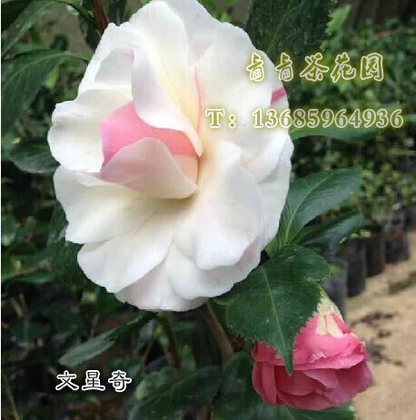 新品种稀有珍贵茶花 【诗梦】又名文星奇茶花 花开复色 花叶共赏 - 封面