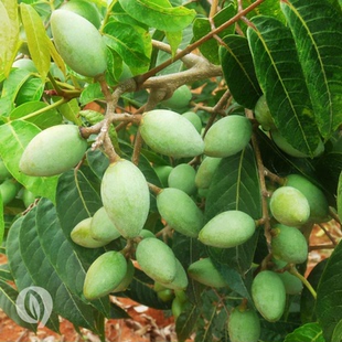 2025新鲜现摘青果老树檀香橄榄生吃肉质细嫩脆爽多汁一斤顺丰 包邮