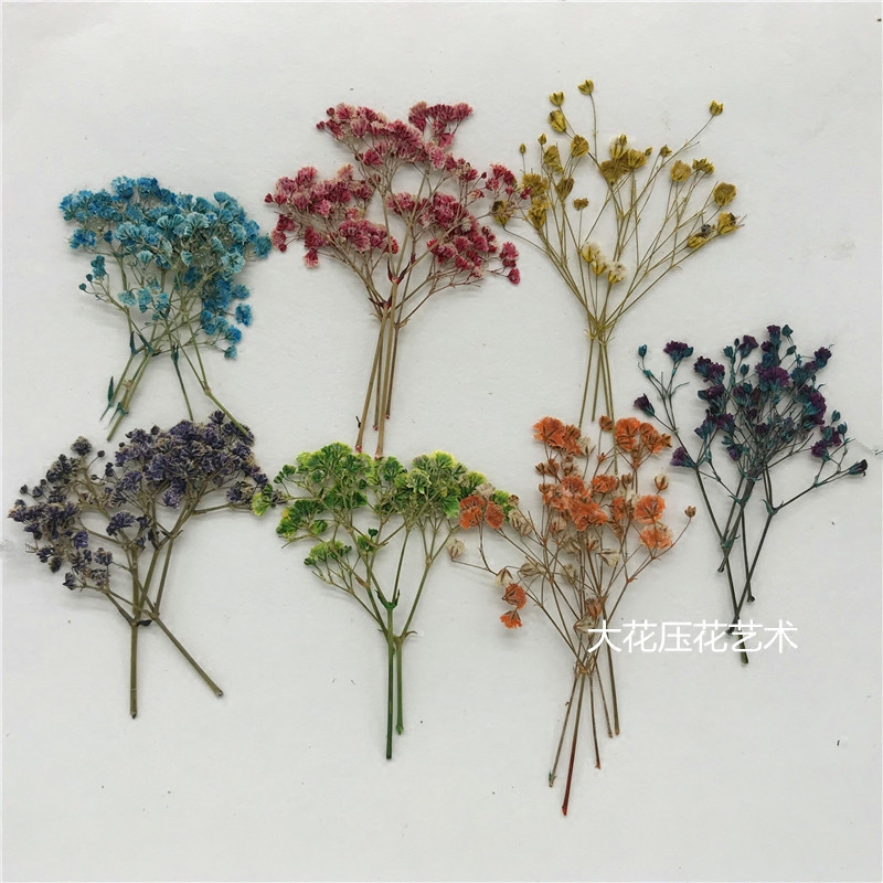 满天星押花压花小满天星植物标本diy手工滴胶干花手机壳押花画