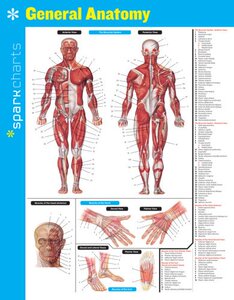 【预售】General Anatomy Sparkcharts