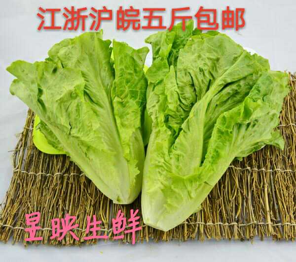 【昱映优鲜】 西餐蔬菜 新鲜绿萝莎 绿叶 花叶 生菜 沙拉菜 500g