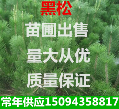 四季常青庭院植物绿化苗木