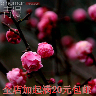 浓香型梅花盆栽花卉植物室内花四季腊梅花树苗红梅老桩庭院盆栽