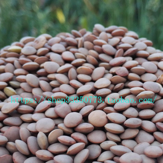 INDIAN FOOD 印度食品 红扁豆 MASOOR DAL WHOLE 连皮整粒马粟豆