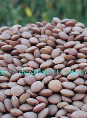 INDIAN FOOD 印度食品 红扁豆 MASOOR DAL WHOLE 连皮整粒马粟豆