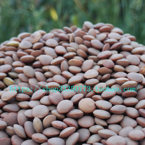 INDIAN FOOD 印度食品 红扁豆 MASOOR DAL WHOLE 连皮整粒马粟豆