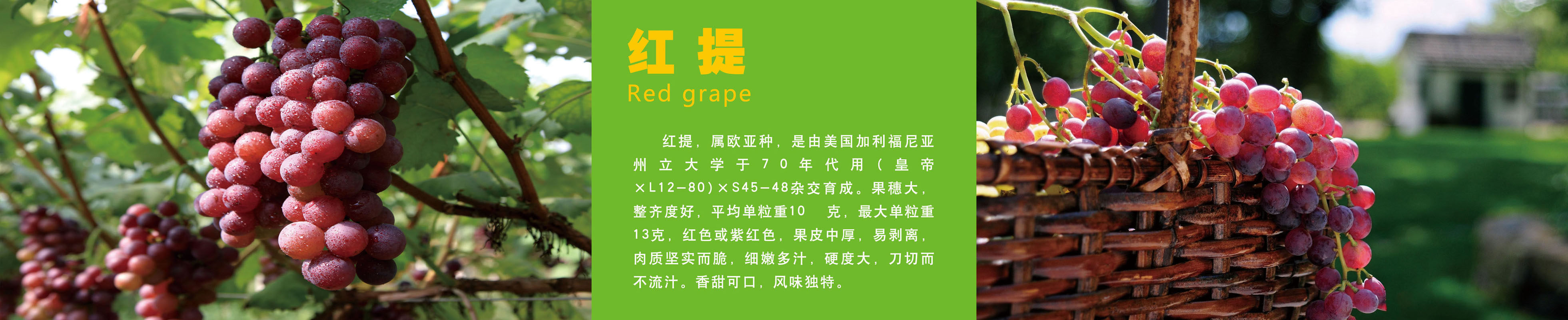 740海报印制展板写真喷绘贴纸563水果店水果介绍红提营养价值