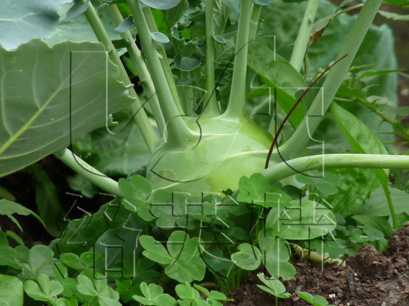 玛利亚 络芙特 水果苤蓝种子 生吃口感好 早熟 蔬菜蔬果种子10g