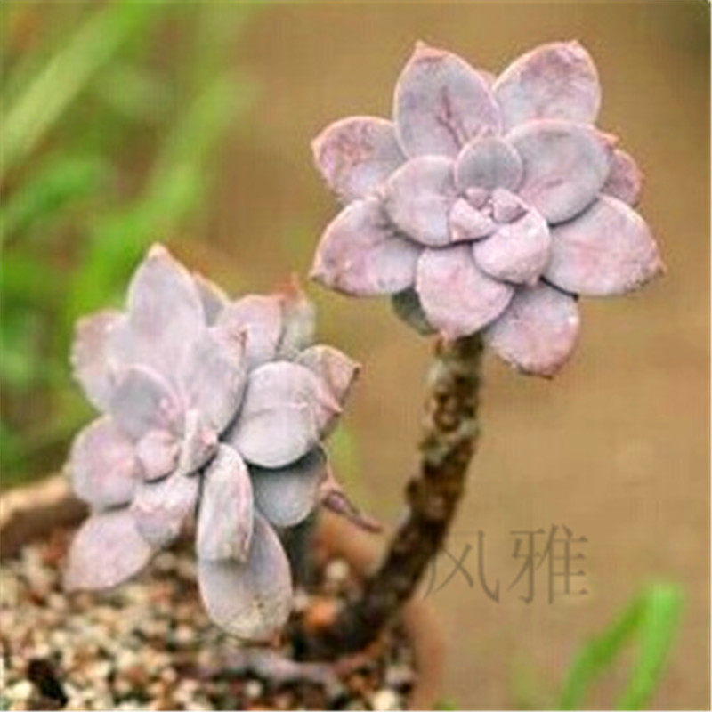 多肉植物 华丽风车 带杆子多肉植物盆栽办公室绿植趣味植物防辐射