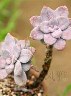 绿植华丽风车办公室趣味多肉植物