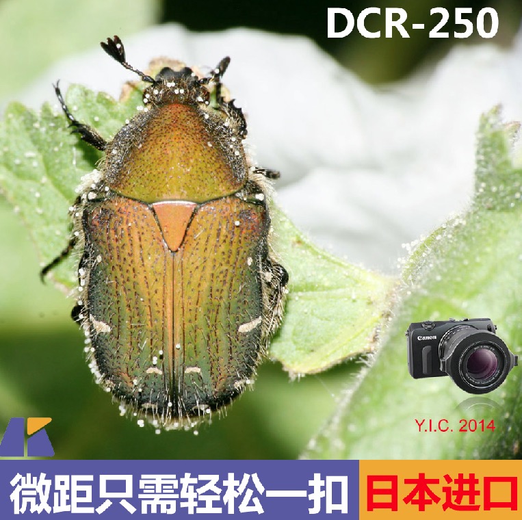 日本雷诺士Raynox DCR-250外接夹扣式近摄微距镜头52-67mm转接环