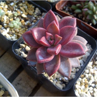 多肉植物 姬胧月 胧月 美丽景天  盆栽花卉  包邮