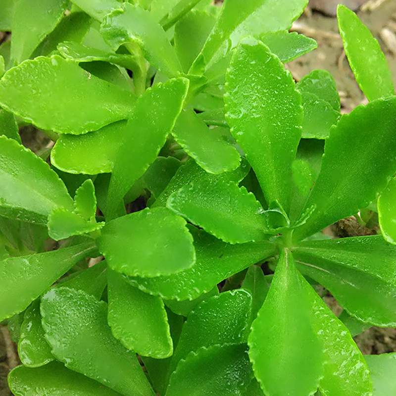 现卖现摘食用新鲜养心菜救心菜救心草 高钙菜景天三七费菜蔬菜 鲜花速递/花卉仿真/绿植园艺 绿植 原图主图