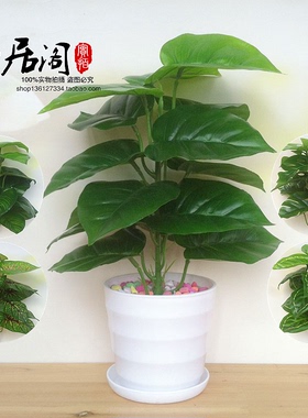 仿真假花植物绿植室内外装饰塑料盆栽绿萝小盆栽仿真花草盆景包邮
