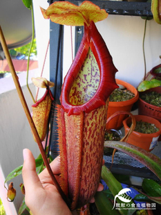 食虫植物-米兰达猪笼草小苗【新手推荐|笼子可以长得很大！】包邮