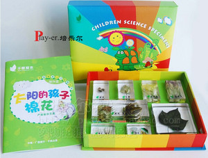 新款太阳的孩子棉花幼儿园儿童科学实验室观察棉花的生长史包埋标