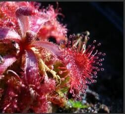食虫植物-红魔茅膏菜 Drosera rubrifolia 高级 稀有
