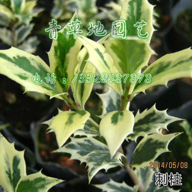 银边彩叶刺桂桂花界新宠青草地园艺绿植盆栽保障花场实拍直销庭院