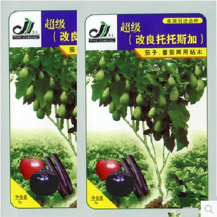 嫁接改良托托斯加番茄砧木茄子砧木亲和力强易发芽成活率高