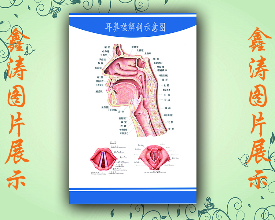 人体内脏器官功能面部耳鼻喉眼部胃肠道消化系统构造解剖挂图105|msdalam kategori adat peribadi/Design Services/DIY, setiap hari/adat hiasan, photo/percetakan poster - dari Buy2taobao.com untuk memberikan perkhidmatan ejen Taobao profesional membeli