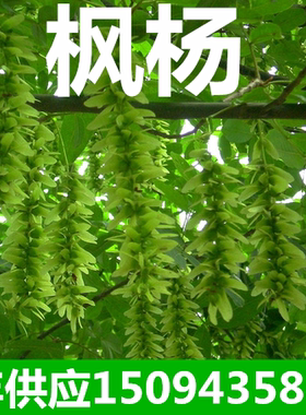 枫杨庭院蜈蚣柳皮行道树