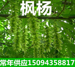 枫杨大树庭院行道树枫杨书麻柳蜈蚣柳枫柳皮树元宝树枫杨树苗