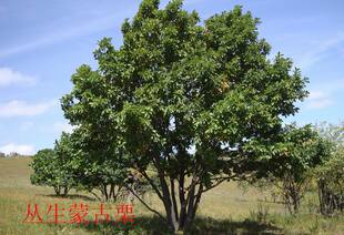 蒙古栎丛生蒙古栎单株蒙古栎柞木树蒙古栎绿化树