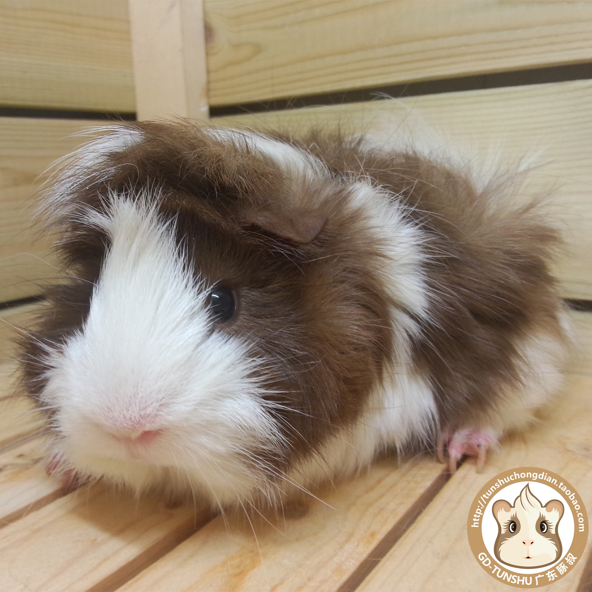 包邮进口荷兰猪豚鼠活体宝宝/毛超细超软纯家养/巧克力长逆毛弟弟