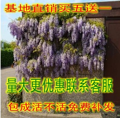 花苗紫藤树苗盆栽紫藤