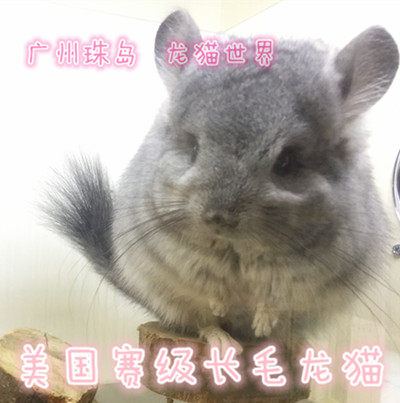 美国 安哥拉 赛级长毛 标灰MM 龙猫2号（现售实拍）欢迎到店挑选