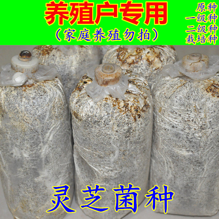 食用菌菌种菇农用母种原种栽培种